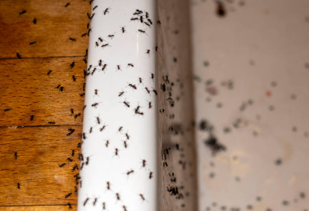 Best Emergency Pest Control  in Howards Grove, WI